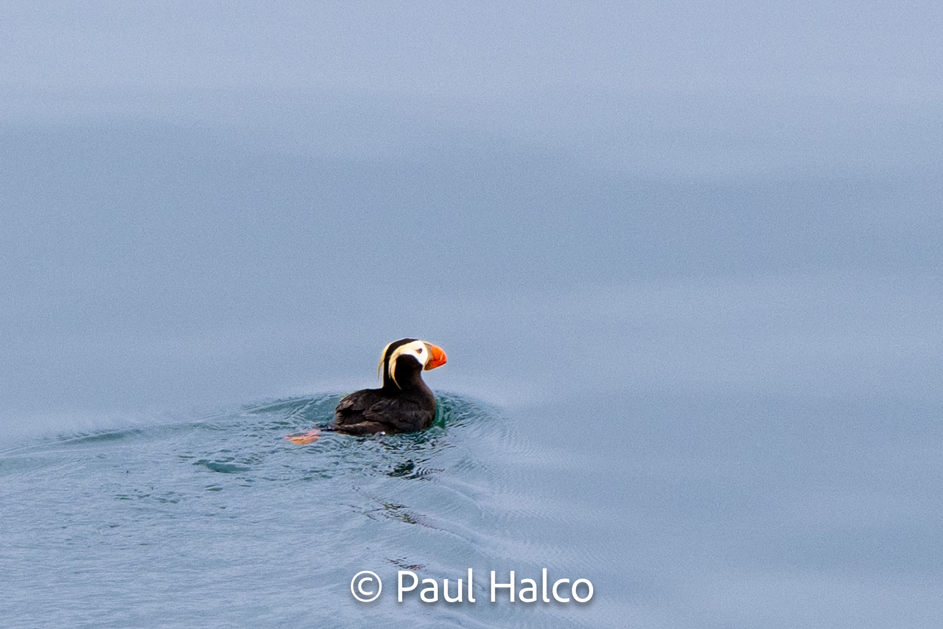 Paul Halco - Glacier Bay NP-7